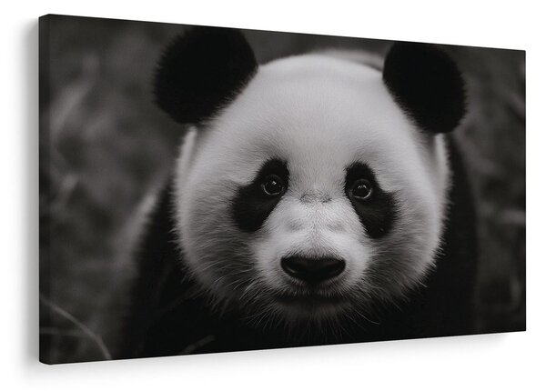 Slika prisrčna panda v naravi