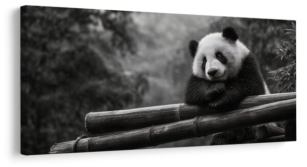 Slika mirna panda v naravi