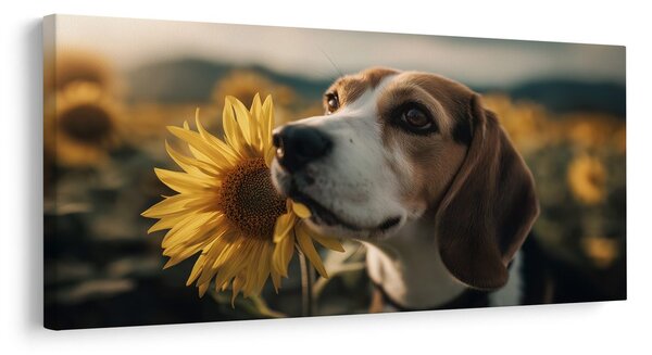 Slika beagle s sončnico