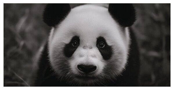 Slika črno-bela panda z nasmehom