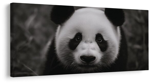 Slika črno-bela panda z nasmehom