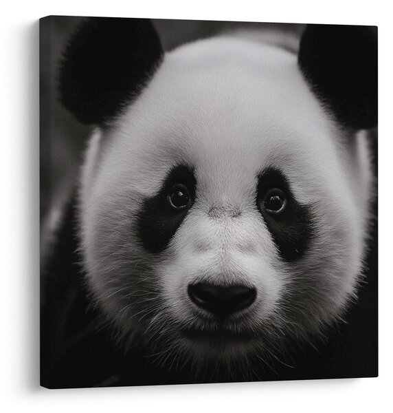 Slika panda na črnem ozadju