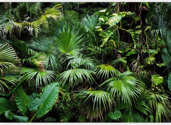 Artgeist Fototapeta Sunny Jungle, 150x105cm