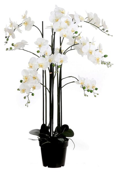 ORHIDEJA 117 cm