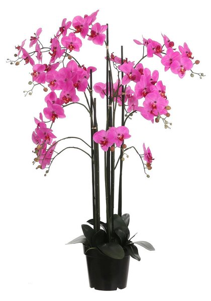 ORHIDEJA 35/117 cm