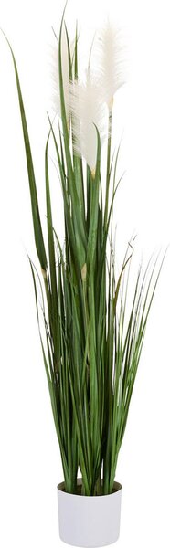 OKRASNA TRAVA 120 cm