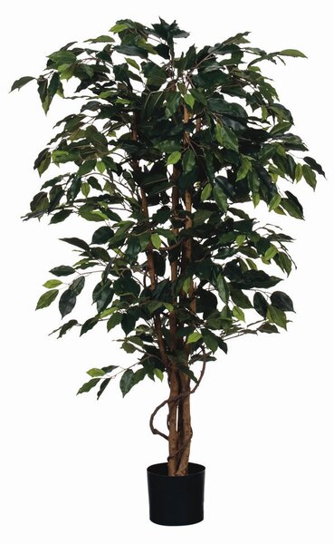 FIKUS BENJAMIN 85/150 cm