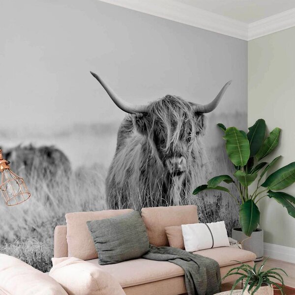 Artgeist Fototapeta Highland Cattle, 100x70cm