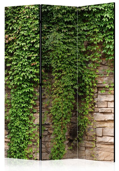 Paravan - Ivy wall