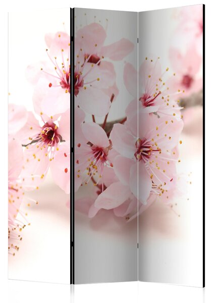 Paravan - Cherry Blossom