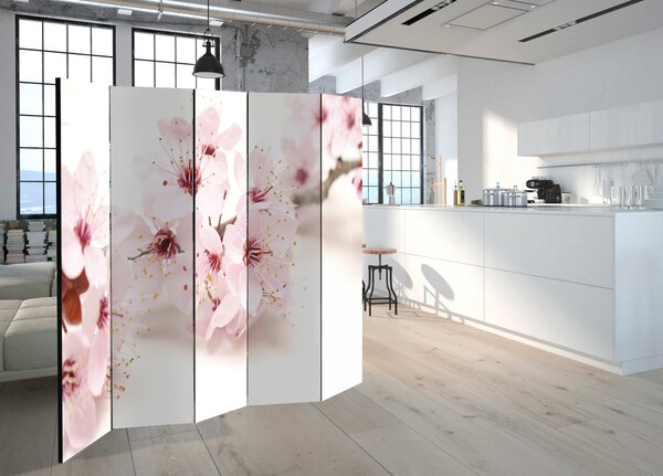 Paravan - Cherry Blossom II