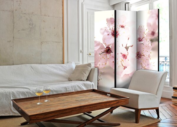 Paravan - Cherry Blossom