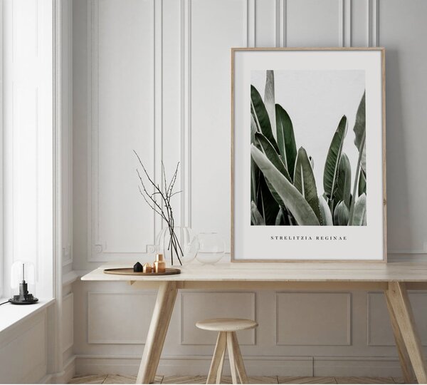 Plakat v okvirju 50x70 cm Strelitzia - Styler