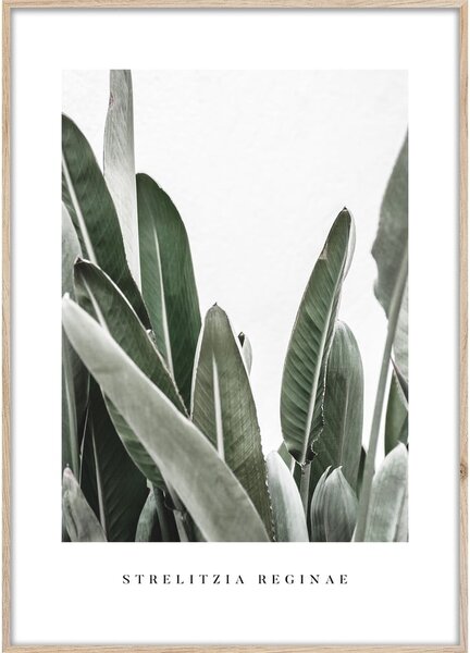 Plakat v okvirju 50x70 cm Strelitzia - Styler