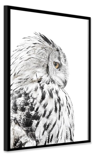 Plakat v okvirju 50x70 cm Owl - Styler