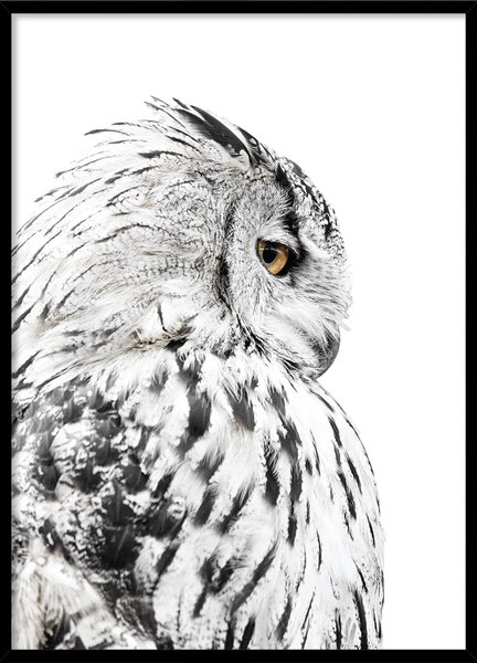 Plakat v okvirju 50x70 cm Owl - Styler