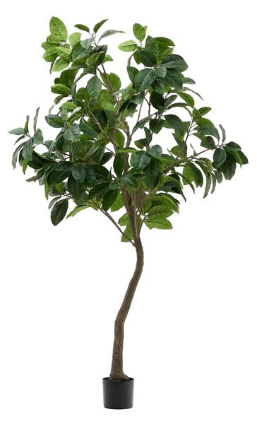 Umetni fikus (višina 210 cm) Ficus – Kave Home