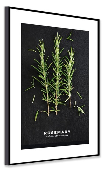 Plakat v okvirju 50x70 cm Rosemary - Styler