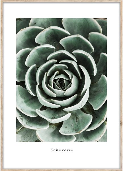 Plakat v okvirju 50x70 cm Echeveria - Styler