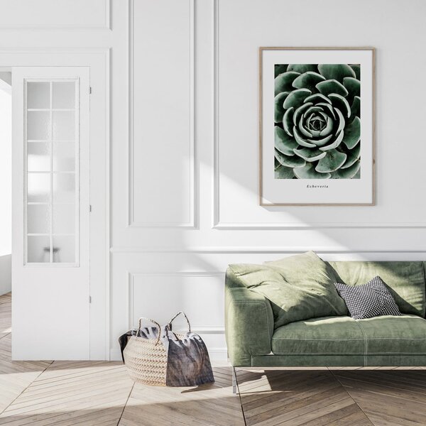 Plakat v okvirju 50x70 cm Echeveria - Styler