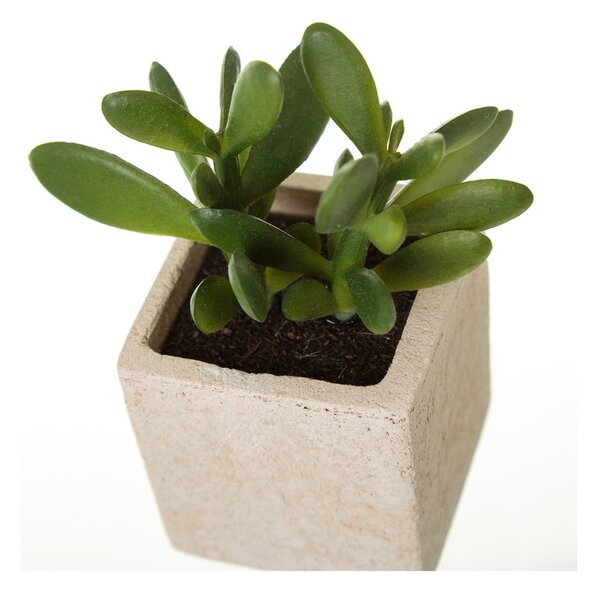 Umetne rastline v kompletu 6 ks (višina 9,5 cm) Cactus – Casa Selección