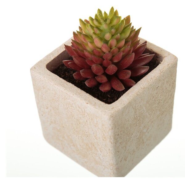 Umetne rastline v kompletu 6 ks (višina 9,5 cm) Cactus – Casa Selección