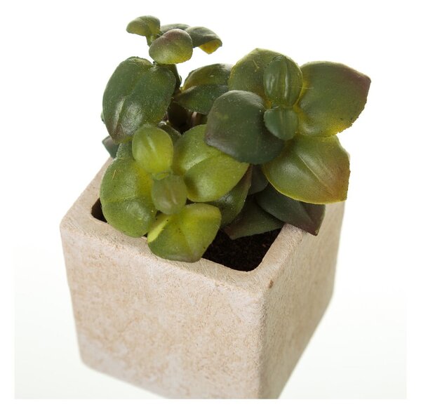 Umetne rastline v kompletu 6 ks (višina 9,5 cm) Cactus – Casa Selección