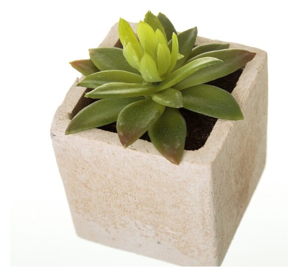 Umetne rastline v kompletu 6 ks (višina 9,5 cm) Cactus – Casa Selección