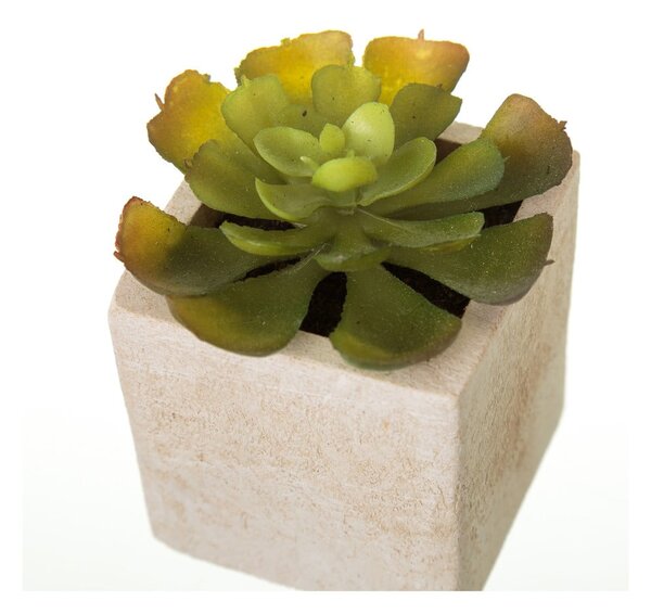 Umetne rastline v kompletu 6 ks (višina 9,5 cm) Cactus – Casa Selección