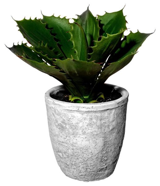 Mömax Umetna Rastlina Echeveria I