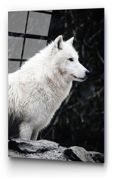 Steklena slika 70x100 cm White Wolf – Wallity