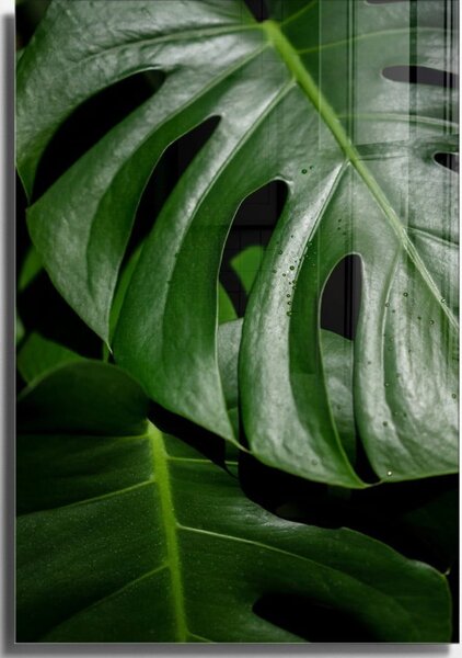 Steklena slika 50x70 cm Monstera – Wallity