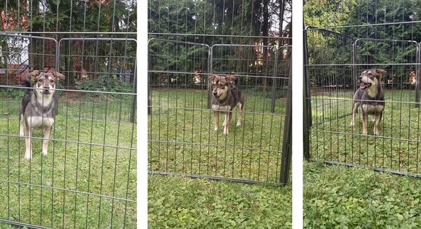 8 delna kovinska modularna ograda za kužke ali mačke 80x100cm
