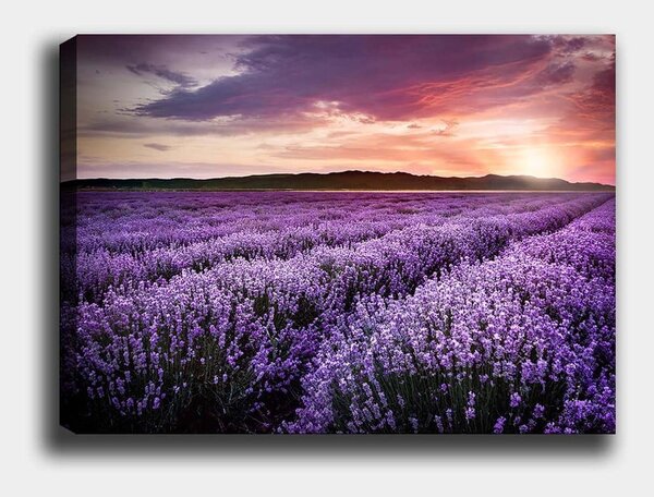 Slika 100x70 cm Lavender Field – Wallity