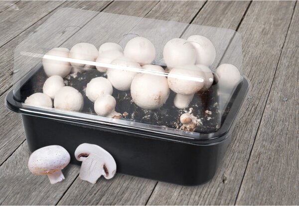 Sistem za gojenje Field Mushroom – Esschert Design