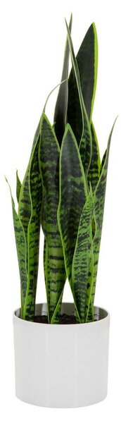 MID.YOU Umetna Rastlina Sansevieria
