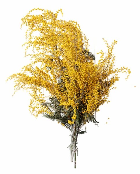Aromatični vzglavnik Albizia flower 50x70 cm EMI