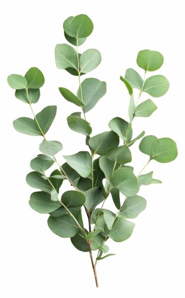 Aromatski vzglavnik Eucalyptus leaf 50x70 cm EMI