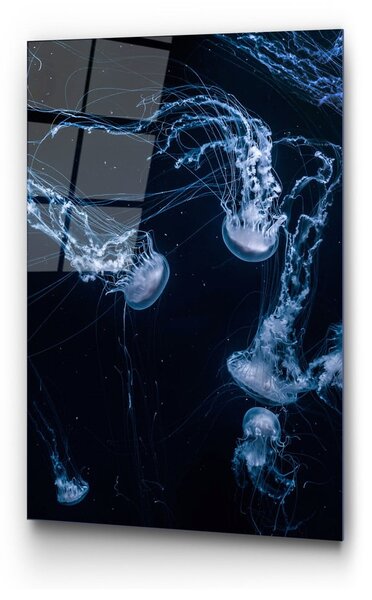 Steklena slika 70x100 cm Jelly Fish – Wallity