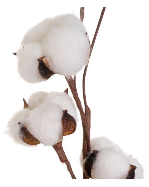 Sušena rastlina (višina 55 cm) Cotton – Casa Selección