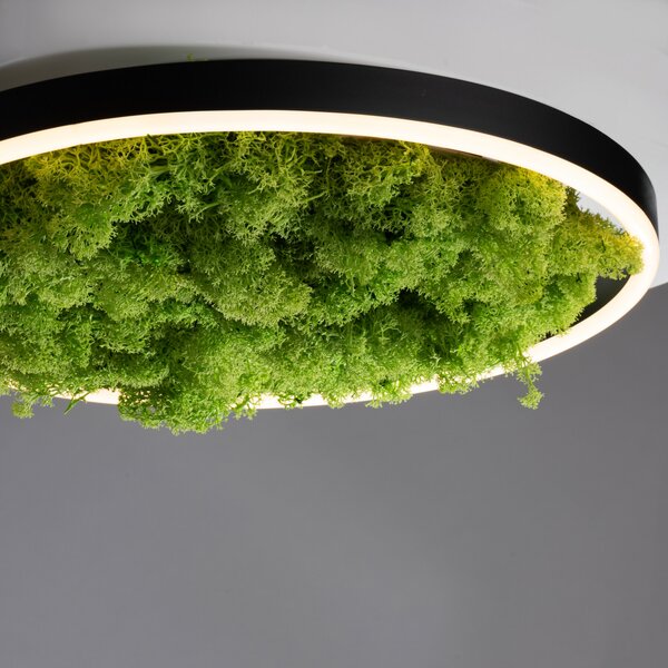 JUST LIGHT. GmbH LED stropna svetilka Green Ritus, mah z možnostjo zatemnitve Ø39,3cm, zatemnjen, Zelena, Dnevna soba / jedilnica, Sodobni