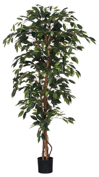 FIKUS BENJAMIN 100/180 cm