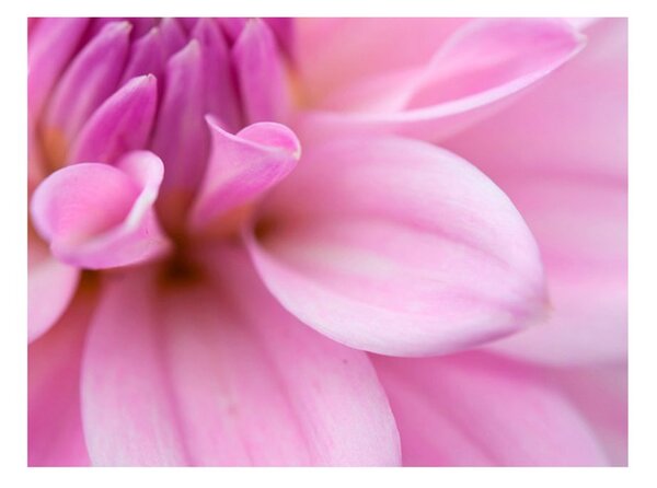 Fototapeta - Flower petals - dahlia