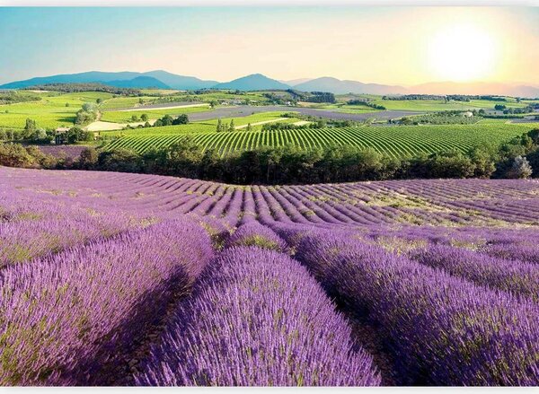 Artgeist Fototapeta Lavender Field, 100x70cm