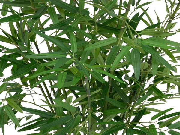 Premium Living Okrasna Rastlina Bamboo