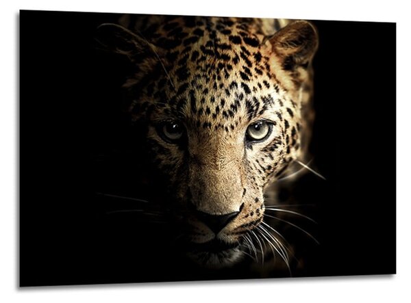 Steklena slika Styler Leopard, 70 x 100 cm