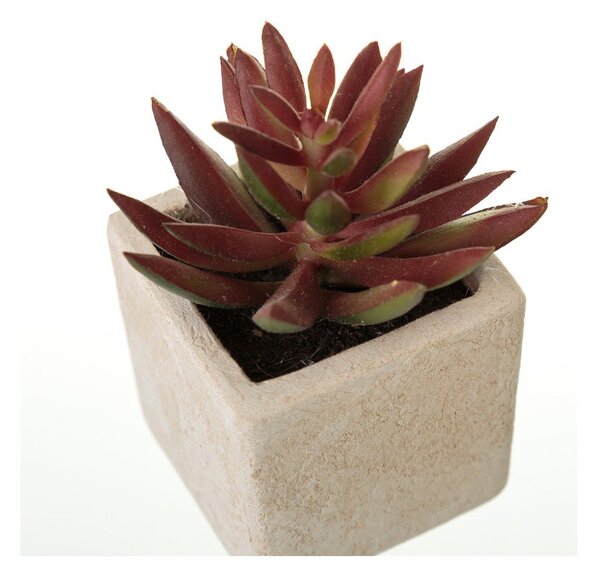 Umetne rastline v kompletu 6 ks (višina 9,5 cm) Cactus – Casa Selección