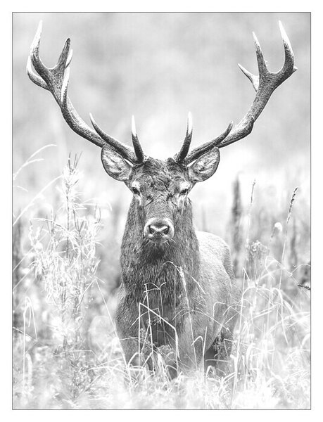 ProArt Type Hype Slika na lesu (Grey Deer Head II, Š x V: 60 x 80 cm)