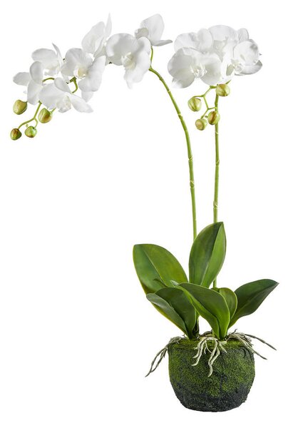 ORHIDEJA 62 cm