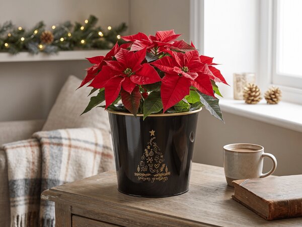 Božični cvetlični lonček SEASONS GREETINGS 30 cm, črna / zlata